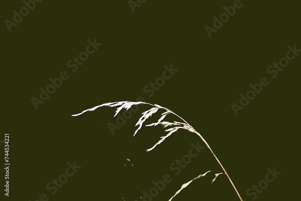 Fototapeta abstract scene with grass and moon on a dark green background.