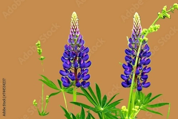 Fototapeta Lupine flower isolated on green background. Lupinus polyphyllus