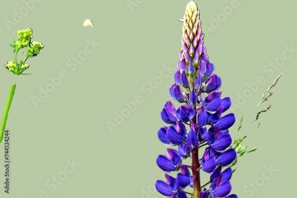 Fototapeta Lupine flower isolated on green background. Lupinus polyphyllus