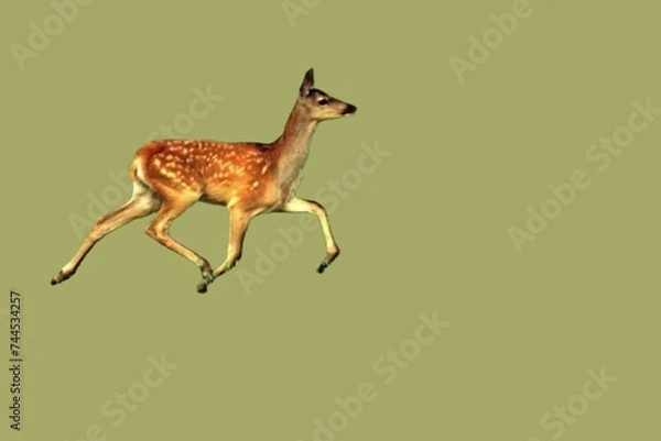 Fototapeta Small beautiful European red deer cub on a light background. Unique image of wild animals