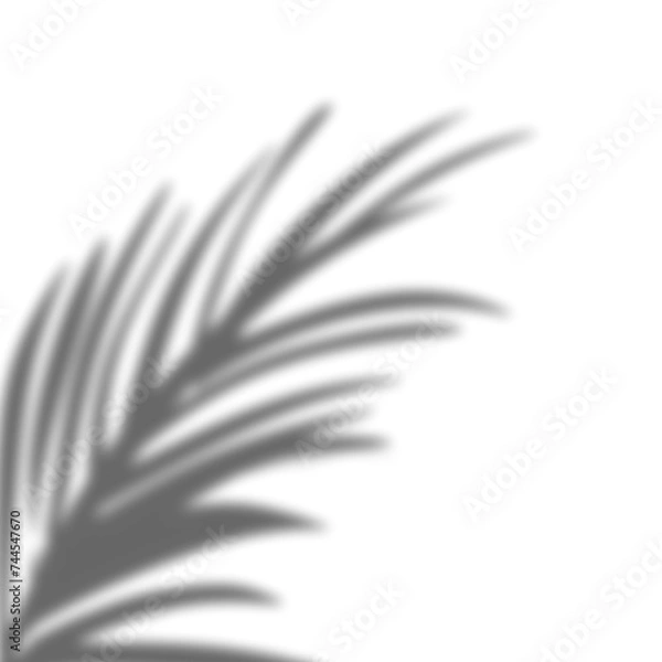 Obraz Window Shadow, shadow effect 
