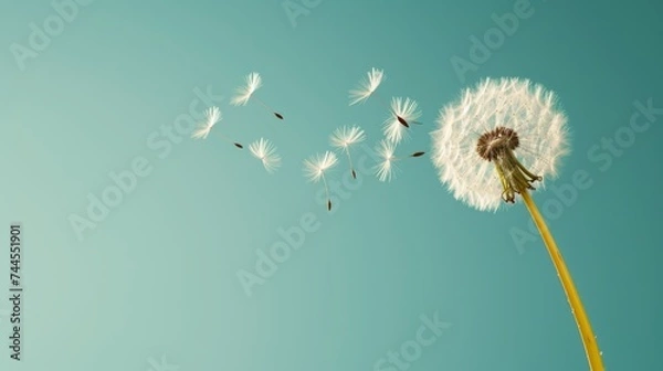 Obraz Dandelion with seeds against the blue sky. Nature background.