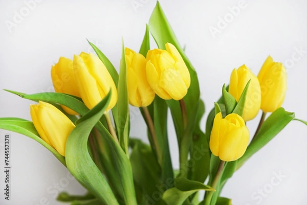 Fototapeta Yellow tulips on a white background