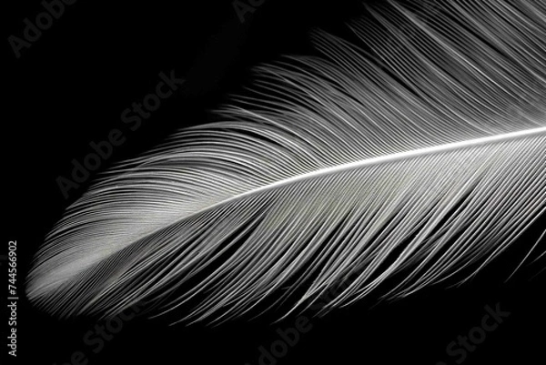 Fototapeta Turkey feather with naturally occurring patterns, shot in high contrast