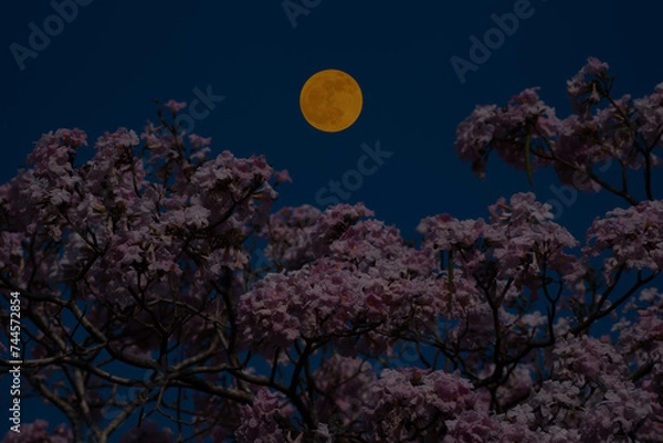Fototapeta Flower tree branches with full moon on sky.