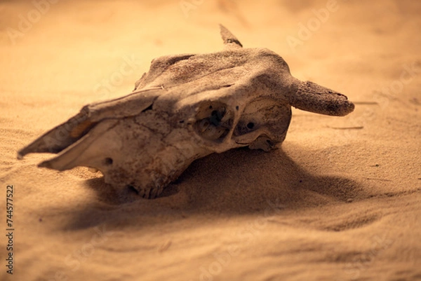 Obraz An old cow skull on the sand in the rays of the setting sun