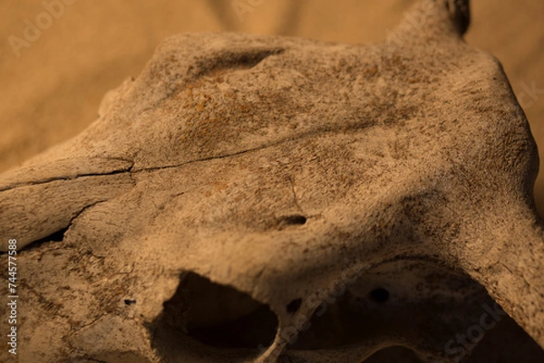Fototapeta An old cow skull on the sand in the rays of the setting sun