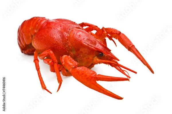 Fototapeta Gotowane rak na białym tle