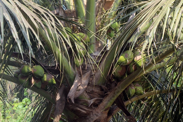 Fototapeta coconut palm tree