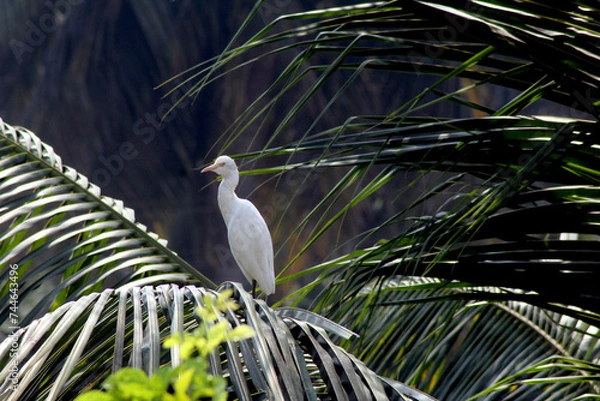 Obraz great white heron