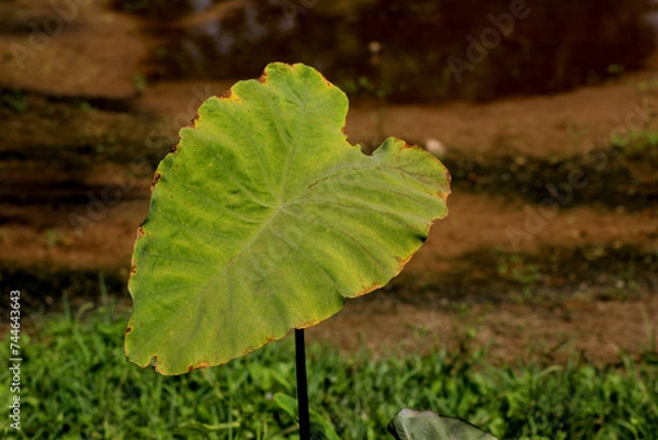 Obraz leaf on the ground