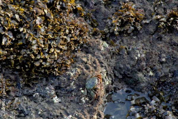 Obraz small stone on the beach