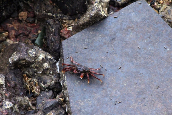 Obraz crab on the rock