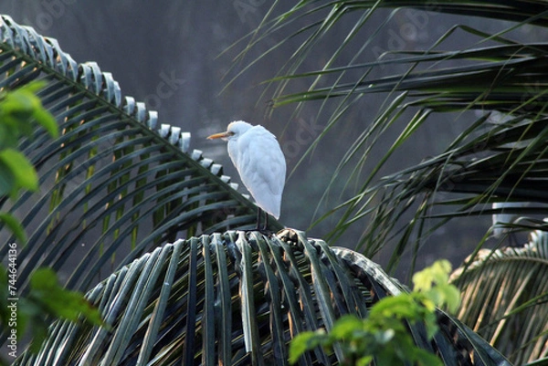 Obraz heron on the branch