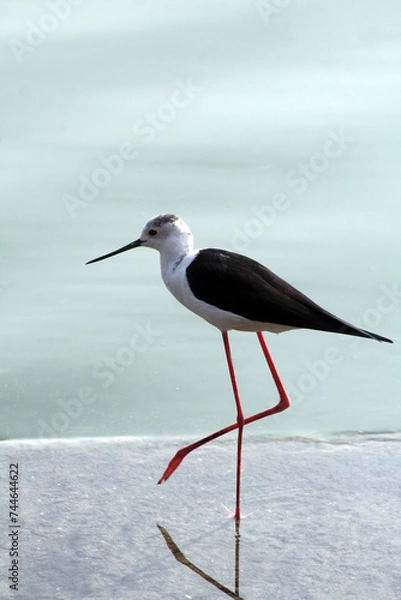 Obraz Black-winged stilt