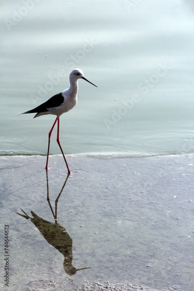 Obraz Black-winged stilt
