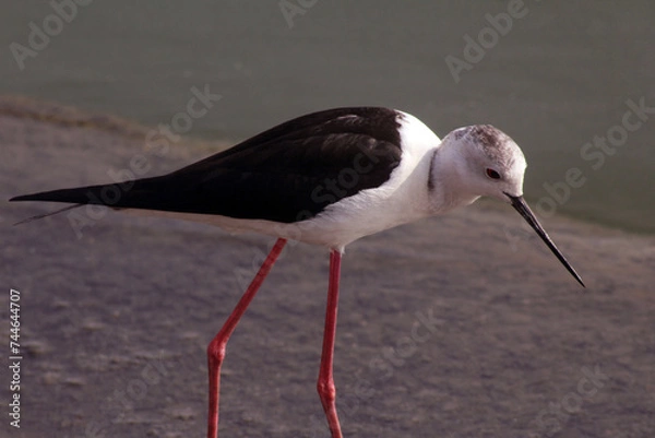 Obraz winged stilt
