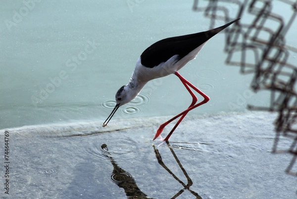 Obraz Black-winged stilt