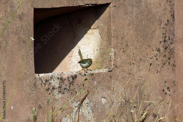 Obraz bird on the wall