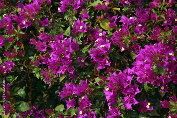 Obraz Pink flowers in the garden