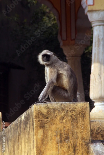 Obraz black face monkey