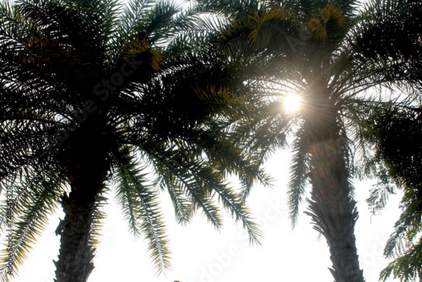 Obraz palm tree and sun