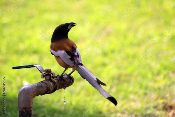 Obraz rufous spotted on a tap 