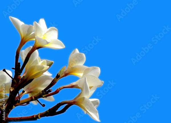Obraz white magnolia flower