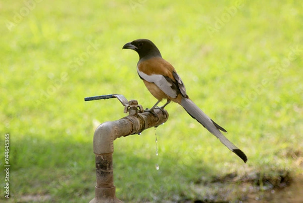 Obraz rufous spotted on a tap 