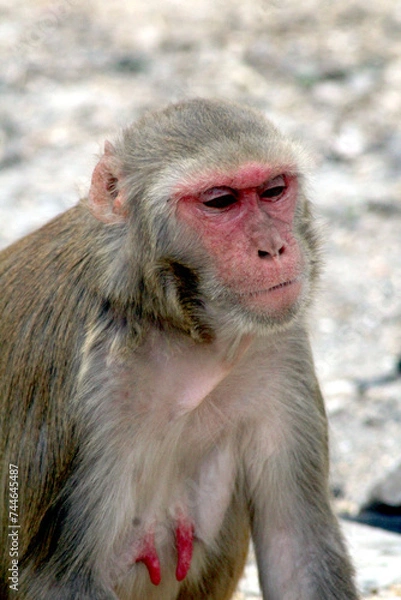 Obraz 
monkey seating on a ground