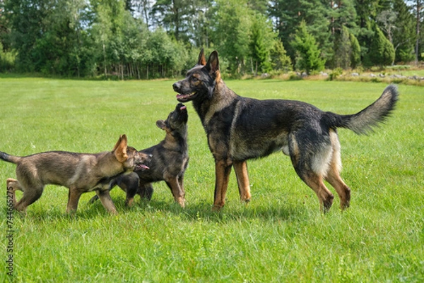 Obraz Gray German Shepherds and Gray German Shepherd puppies playing in a meadow in summer on a sunny day in Skaraborg Sweden