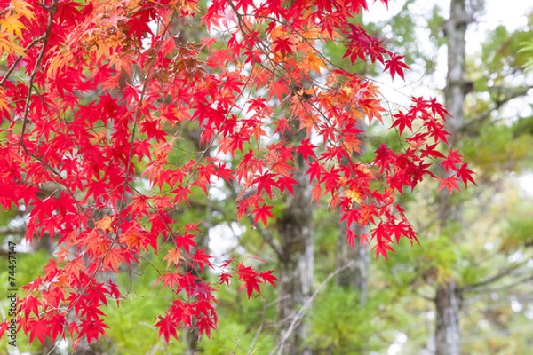 Fototapeta 紅葉の風景