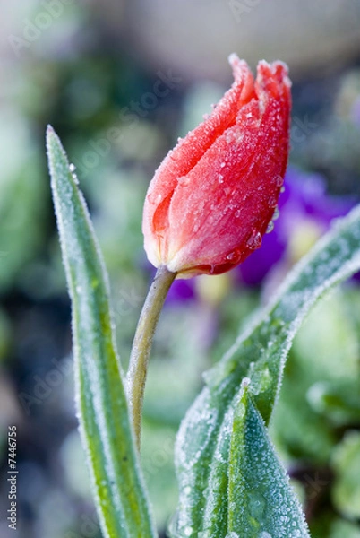 Fototapeta Tulpe mit Reif