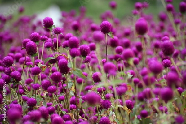 Obraz Blooming amaranths