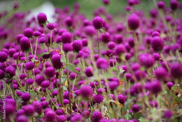 Fototapeta Globe amaranth blooming