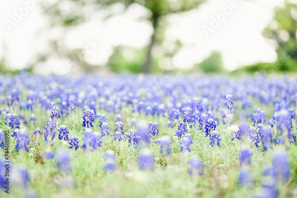 Fototapeta bleubonnets in field