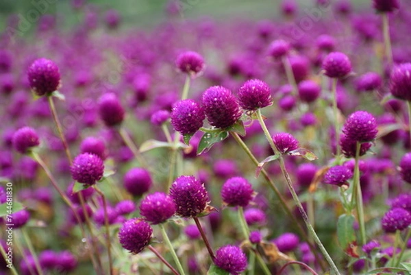 Fototapeta Globe Amaranth flowers, Scene from flower filed, Gundalpett, near Mysore, Karnataka, India