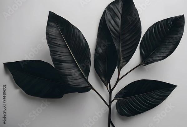 Obraz black and white feathers