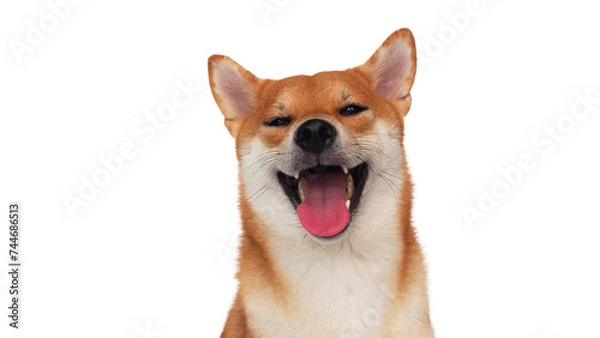 Fototapeta isolate portrait happy smiling red shiba inu on white background, For use in illustrations, Background image or copy space.