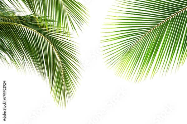 Fototapeta Coconut palm leaves isolated on white background
