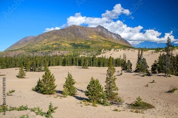 Obraz Carcross Desert