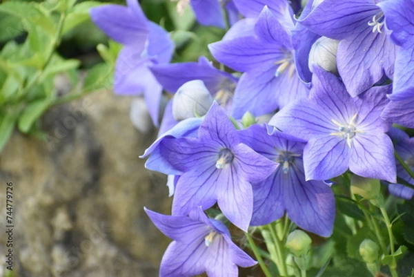 Obraz Blue balloon flower