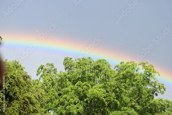 Obraz rainbow and trees