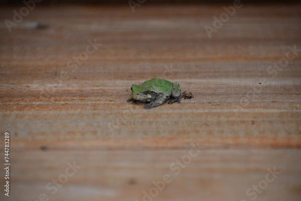 Obraz Green frog on wood