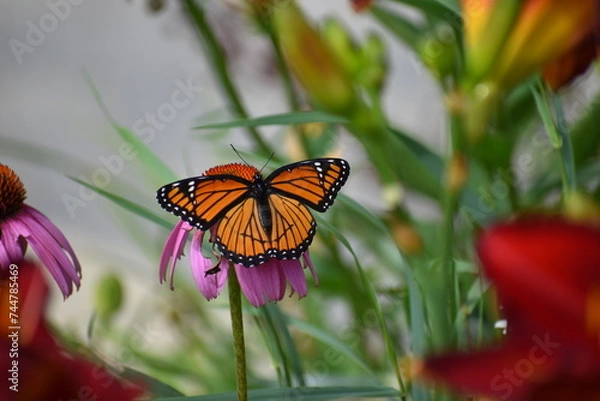 Obraz Monarch on purple coneflower