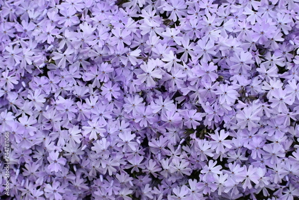 Obraz Lilac creeping phlox