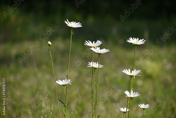 Obraz Wild daisy