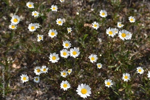 Obraz Wild daisy