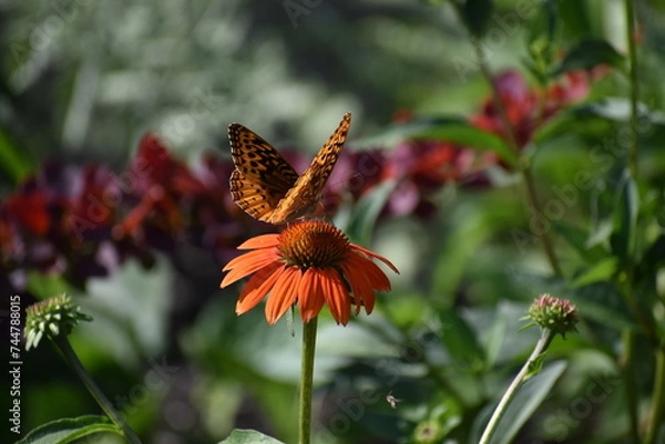 Obraz Butterfly on orange coneflower
