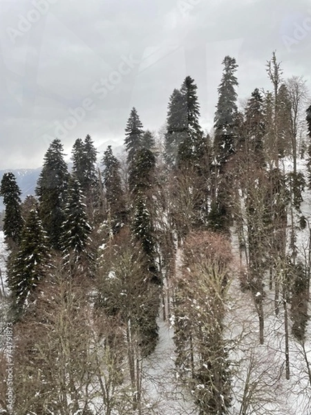 Obraz snow covered trees